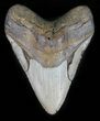 Megalodon Tooth - North Carolina #59208-1